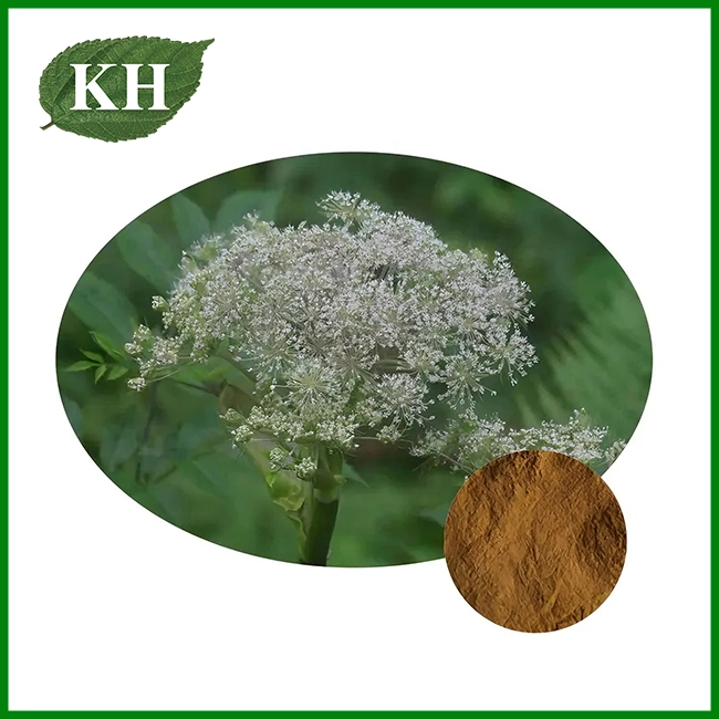 Ligusticum Rhizome Extract
